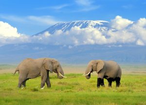elephant-amboseli-kilimanjaro-1024x741